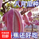 八月瓜八月炸種子膳食纖維新種子四季爬藤陽臺盆栽食用水果種子 八月瓜種子/包約20粒 1包