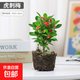 【帶盆種植好】虎刺梅盆栽花卉海棠花鐵海棠四季開花植物室內(nèi)外種 虎刺梅1盆+原土發(fā)貨