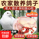 珍府客 乳鴿子(含內臟) 散養純糧食喂養肉鴿老鴿 2只(單只300g)