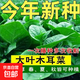 紅莧菜種子圓葉速生蔬菜種子汗菜籽陽(yáng)臺庭院超耐熱蔬菜種子大全 大葉木耳菜肉厚爽滑約150粒1包