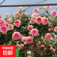 四季開(kāi)花薔薇花苗多花月季花苗特大花大苗濃香型爬藤攀援植物歐月 粉龍1-1.3米左右【精選大苗】