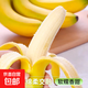 高山大香蕉現(xiàn)摘新鮮水果萬澄孕婦水果青香蕉發(fā)貨生鮮自然熟放熟吃 廣西香蕉5斤