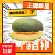 現(xiàn)貨正宗保甜當(dāng)季新鮮水果脆甜曉蜜哈密瓜 精選2-3斤（1顆裝）