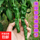薄皮皺皮辣椒種子薄皮辣椒種子泡椒春季夏四季高產(chǎn)盆栽蔬菜種籽孑 皺皮辣椒種子 1包約200粒