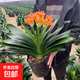 君子蘭盆栽帶花苞四季好養(yǎng)多肉花苗盆景客廳桌面老樁大苗花卉綠植 特級苗14-15片葉【原盆土】