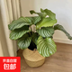 青蘋果竹芋盆栽室內(nèi)吸甲醛凈化空氣辦公桌面觀葉植物四季常青好養(yǎng) 蘋果竹芋50-55厘米【草編盆】【原土】