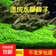 水草種子水草泥生態(tài)家用創(chuàng  )意魚(yú)缸玻璃瓶水培植物四季造景魚(yú)缸小型 水草籽1萬(wàn)粒+水草泥2斤【推薦】