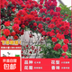 1.6米爬藤月季大苗蒂娜四季開花薔薇基地直發(fā)【買就送扦插小苗】 紅木香1.6米開花爆滿 送種植說明書