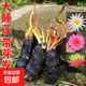 帶芽大睡蓮根塊根莖碗蓮荷花種子盆栽水培植物庭院池塘水養(yǎng)花卉 特惠5顆裝品種備注