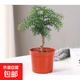 澳洲杉盆景樹老樁南洋杉盆栽客廳辦公室面好養(yǎng)四季常青真綠植 澳洲杉 （原盆）約8-15cm 含盆
