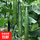 新鮮黃瓜現(xiàn)摘現(xiàn)發(fā)新鮮蔬菜生鮮可生吃涼拌炒菜刺黃瓜 凈重2500g 5斤 單根≥200g