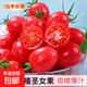 【現(xiàn)摘現(xiàn)發(fā)】新鮮圣女果水果小番茄天然產(chǎn)地直發(fā)減肥減脂早餐生吃 新鮮圣女果 3斤 凈重