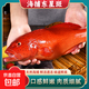 東海東星燕尾斑700-900g/條 新鮮活凍石斑魚(yú)深海燕尾斑海鮮水產(chǎn) 700-900g/條