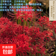 彼岸花多年生種球花卉曼珠沙華紅花石蒜四季種植耐寒好養年年開(kāi)花 20顆種球直徑2-3cm【精品大種球包活贈生根粉】