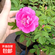 食用玫瑰花苗盆栽大馬士革香水平陰玫瑰苗豐花一號嫁接苗春季開花 實(shí)生平陰玫瑰2年苗(單瓣) 不含盆