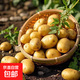 新鮮現(xiàn)挖黃心土豆新鮮產(chǎn)地洋芋馬鈴薯 當季新鮮蔬菜 新鮮小土豆2斤裝 含箱