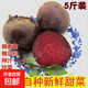 甜菜根新鮮現(xiàn)挖5斤甜菜頭紫菜頭紅甜菜可榨汁農(nóng)產(chǎn)品紅菜頭蘿卜頭 甜菜根5斤大果3-6個