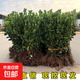 冬青樹(shù)苗法國直立綠籬笆庭院圍墻植物四季常青耐寒叢生北海道黃楊 冬青40-50厘米高（50棵）