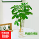 水培富貴椰子盆栽綠植鴨腳木室內(nèi)植物新家吸甲醛綠蘿好養(yǎng)活裸苗 鴨腳木3株（裸苗）