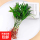 水培富貴椰子盆栽綠植鴨腳木室內(nèi)植物新家吸甲醛綠蘿好養(yǎng)活裸苗 竹柏10株（裸苗）
