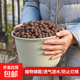 陶粒通用型墊底陶粒養花專(zhuān)用花盆鋪面陶土種植土蘭花多肉營(yíng)養土 20升園藝陶粒（中顆粒12-16mm）