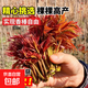 正宗紅油香椿樹(shù)苗可食用香春芽樹(shù)苗陽(yáng)臺可種香春香椿芽新鮮包活 紅油香椿 精品8苗一顆【2.2cm粗】