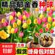 帶盆帶土郁金香種球郁金四季開(kāi)花盆栽植物綠植花卉好養活耐寒耐熱 混色郁金香種球【10顆裝】+肥料