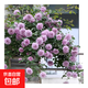 藤本月季爬藤大苗薔薇花大苗特大花庭院爬墻植物四季開(kāi)花濃香盆栽 藍色陰雨【110CM—130CM發(fā)貨高度】
