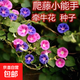 小鎮有花鳳花仙花籽染指甲草花太陽(yáng)花百日草格?；ǚN子綠植花卉 大牽牛種子混色 10克 1 袋（試種）