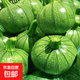高山嫩南瓜新鮮蔬菜生鮮清炒老少皆宜清炒 新鮮嫩南瓜 4斤