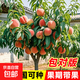 早熟水蜜桃樹苗嫁接黃桃樹苖樹當(dāng)年結(jié)果南方北方種植樹苗桃樹果苗 2年苗桃樹苗（3棵裝 品種備注） 81cm(含)-110cm(含)
