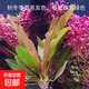 【京東物流】水草套餐 好養(yǎng)耐活真水草植物綠菊大葉綠九冠魚缸 紅九冠一顆送陶瓷環(huán)