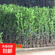 法國冬青樹(shù)苗籬笆苗四季常青庭院綠化苗木大葉冬青苗珊瑚樹(shù)圍墻苗 法國冬青80-1米10棵