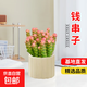 錢串子植物多肉盆栽辦公室桌面好養(yǎng)觀葉花卉多頭老樁四季好養(yǎng)花卉 錢串子（7-10頭）-蛋糕盆