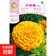 金雞菊萬(wàn)壽菊種花種籽四季開(kāi)花庭院別墅公園小區花海景區花卉種子 金黃色萬(wàn)壽菊種子200粒*1袋