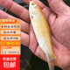 【魚(yú)苗批發(fā) 】正宗金草魚(yú)苗 養殖觀(guān)賞淡水鮮活活魚(yú)可食用優(yōu)質(zhì)特大10公分 15公分 10-15cm金草魚(yú)10條