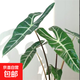 土培劍葉種植盆劍葉海芋雙株劍葉原盆室內(nèi)好養(yǎng)高顏值綠植 A級(jí)劍葉海芋【50-60CM】4-6片