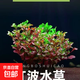 羽毛水草植物蜈蚣草魚缸造景水培真草養(yǎng)魚草缸綠植紅羽毛草場直發(fā) 優(yōu)質(zhì)紅波5根