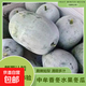 香冬冬瓜新鮮水果蔬菜超市冬瓜現摘 水果冬瓜6斤-7斤