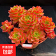多肉植物 多肉精選老樁蒂亞吸財(cái)樹辦公室室內(nèi)陽臺紅寶石群生多頭 蒂亞多頭【9厘米盆】