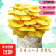 蘑菇種植包菌包菌種食用菌菌菇包平菇香菇室內(nèi)家庭盆栽菌種家種包 榆黃蘑【標(biāo)準(zhǔn)款】 1包約【1包重量500-800g】【不出菇包賠】