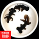 【黑龍睛】耐活魚(yú)苗幼苗懶人冷水魚(yú)苗淡水大眼睛新手好養(yǎng)純種龍晴擺攤 黑龍睛買3送3 4-6厘米【體質(zhì)強(qiáng)健】