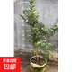 樹(shù)葡萄苗果樹(shù)嘉寶果苗正宗沙巴加寶果南北方四季庭院名貴種植盆栽 沙巴1.2-1.3米高/包結果結果多 111cm(含)-140cm(含)