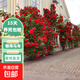 藤本月季花苗月季花樹(shù)苗盆栽特大花苗庭院爬藤植物陽(yáng)臺薔薇爬墻 御用馬車(chē)【爬藤月季花苗】 小苗（高度20-35厘米）