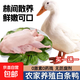 【大廠(chǎng)貨源】冰鮮白條鴨整只山東新鮮現殺專(zhuān)用燒鴨烤鴨啤酒鴨食材 白條鴨2只裝 共4.6斤