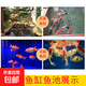 招財魚風(fēng)水魚錦鯉活魚觀賞魚魚苗日本純種大型進口小苗淡水冷水魚 【十全十美】10條錦鯉/3-10種色 5-8cm進口錦鯉