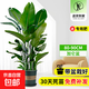 天堂鳥客廳大型植物盆栽旺宅落地式大葉花卉鶴望蘭室內(nèi)除甲醛綠植 今日特價天堂鳥80-90cm加侖盆送專用肥 含盆