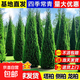 松柏樹(shù)苗帶土柏樹(shù)側柏塔柏龍柏松樹(shù)墳地墳前墓地柏樹(shù)樹(shù)苗綠化工程 精品塔柏1.8米以上送肥料帶土 其他