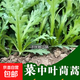 正品原裝皇帝菜中葉茼蒿種子青菜種籽春菊茼蒿菜種籽種四季蔬菜 精品中葉【花葉】茼蒿約500粒1包