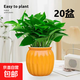 【綠蘿盆栽帶精致南瓜儲水盆】吸甲醛凈化空氣水培綠植物花卉好養 【喬遷新居20盆】綠蘿+橙色南瓜盆自吸水 整體含盆高度20-25cm